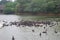 A bevy of black swans in a lake