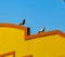A bevy of Pigeons enjoys their magic hour stroll in Indian cityscape.