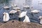 A bevy of swans