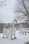 A bevy of swans. One stands out. Selective focus.