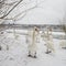 A bevy of swans. One stands out. Selective focus.