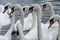 A bevy of swans on the river Thames