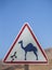 Beware camels