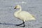 Bewick\'s Swan - Cygnus bewickii