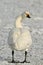 Bewick\'s Swan - Cygnus bewickii