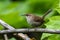 Bewick`s Wren