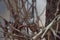 Bewick`s Wren feeding in woods