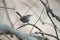 Bewick`s Wren feeding in woods