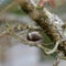 Bewick`s Wren looking for food on wetland branch