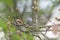 Bewick`s Wren relaxing at wetland