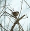 Bewick`s Wren relaxing at wetland