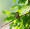 Bewick`s Wren relaxing at wetland