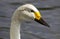 Bewick Swan