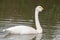 Bewicks swan cygnus columbianus