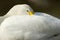 Bewicks of Tundra Swan - Cygnus bewickii