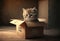 bewildered kitten in small cardboard shipping box on floor