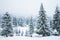 Bewitching stern panorama of tall fir trees