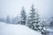 Bewitching stern panorama of tall fir trees