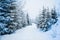 Bewitching stern panorama of tall fir trees