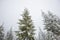 Bewitching stern panorama of tall fir trees