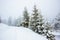 Bewitching stern panorama of tall fir trees