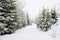 Bewitching stern panorama of tall fir trees