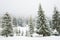 Bewitching stern panorama of tall fir trees