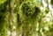 Bewitching unusual moss long boxwood green exotic plant close-up on the blurry background sunny forest