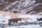 Bharal blue Sheep, Pseudois nayaur, in the rock with snow, Hemis NP, Ladakh, India in Asia. Bharal in nature snowy habitat. Face