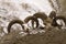 Bharal skulls on a wall of the cattle shelter in Ladakh,India.