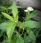 Bhringraj,Eclipta prostrata  or false daisy stem in the farm