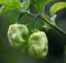 Bhut Jolokia chili pepper or the Naga Morich