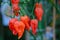 bhut jolokia in garden. Ghost chili pepper very hot in the world