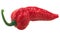 Bhut Jolokia ghost chili pepper Capsicum frutescens x Capsicum chinense hybrid, isolated  single pod