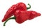 Bhut Jolokia ghost chili peppers Capsicum frutescens x Capsicum chinense hybrid,  isolated