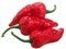 Bhut Jolokia ghost chili peppers Capsicum frutescens x Capsicum chinense hybrid,  isolated