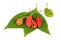 Bhut Jolokia or Ghost Pepper, Chilli fruits isolated on white background
