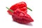 Bhut Jolokia ghost peppers, paths