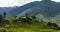 Bhutan Rice Fields, Paro Valley Sep 2015