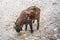 Bhutan takin Budorcas taxicolor whitei