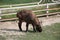 Bhutan takin Budorcas taxicolor whitei