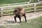 Bhutan takin Budorcas taxicolor whitei