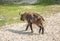 Bhutan takin Budorcas taxicolor whitei