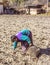 Bhutanese farmer on the field