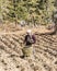 Bhutanese farmers on the field