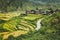 Bhutanese village and terraced field at Punakha, Bhutan