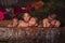 Bhutanese young novice monks taking a hot stone bath , Bhutan