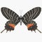 Bhutanitis Lidderdalii or Bhutan Glory Butterfly Swallowtail Isolated 3D Illustration