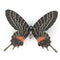 Bhutanitis Lidderdalii or Bhutan Glory Butterfly Swallowtail Isolated on White Background 3D Illustration