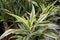 Bi-color Dracaena fragrans decorative home slow growing shrub